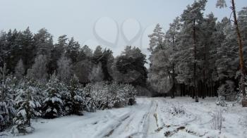 winter landscape in the forest with pines and snowdrifts