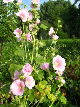 bush of beautiful flower of pink mallow