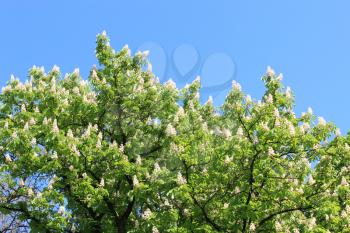 image of crowe of blossoming flowers of chestnuts