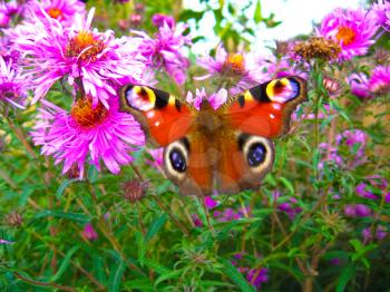 The butterfly of peacock eye sitting on the aster