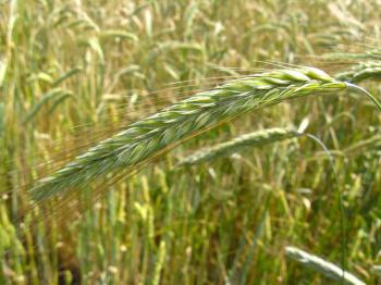 the image of the field of spikelets of the wheat