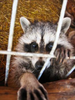 The image of raccoon with asking paw behind a bar