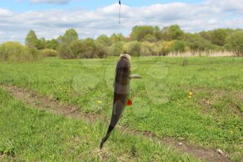 image of caught beautiful chub on the hook