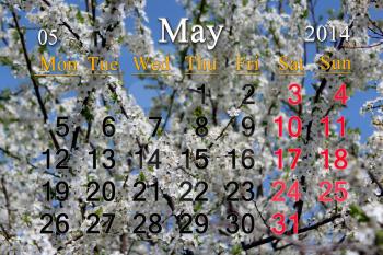 calendar for May of 2014 on the background of branch of blossoming cherry