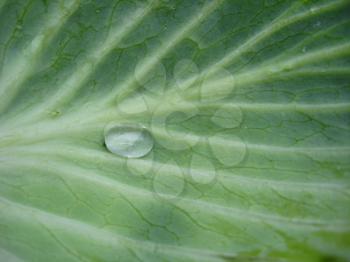 Transparent drop of water on a green leaf of a lily of the valley