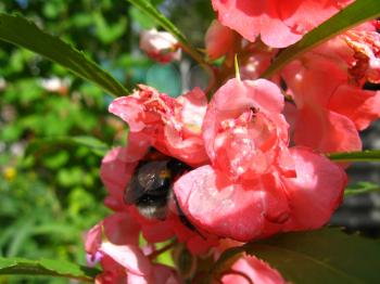 the beautiful bumblebee collecting nectar on the flower