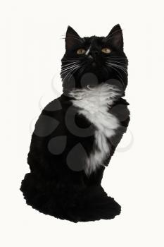 Beautiful black cat isolated on a white background