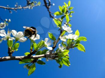 The image of bumblebee laying on the blossoming cherry