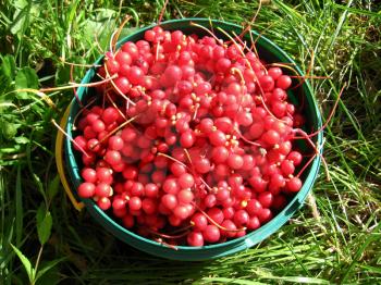 The image of harvest of red schizandra in bucket