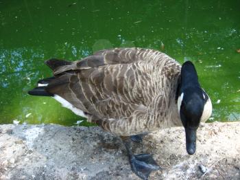 the image of duck standing near the water