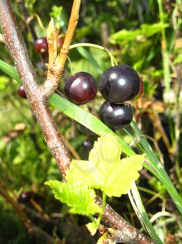Cluster of berries of a black currant