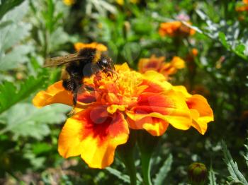 the image of bumblebee on a flower of tagetes