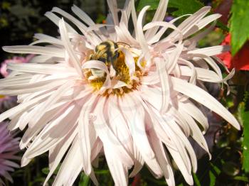 the bumblebee on the flower of beautiful aster