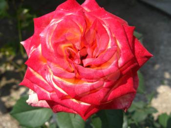 the image of beautiful flower of gentle red rose