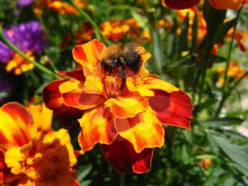 the bumblebee on the flower of beautiful tagetes