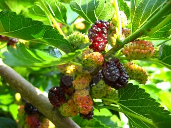 the image of branch of ripe mulberry