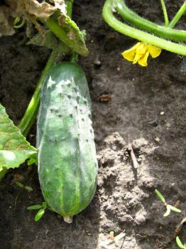 The image of ripe and fresh cucumber with flower