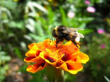 the bumblebee on the flower of beautiful tagetes