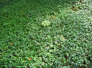 the image of thrickets of a green periwinkle in the forest