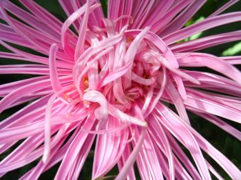 The image of beautiful and bright pink aster