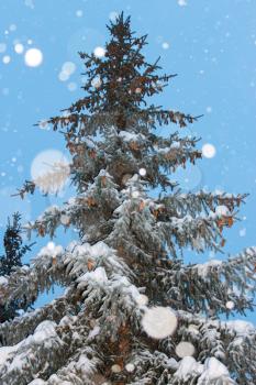 Harmonous fur-tree with cones with snowflakes