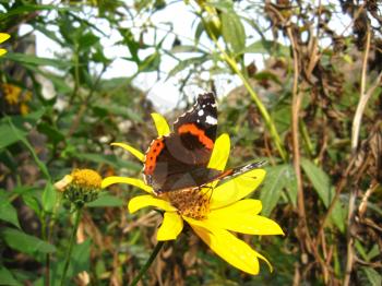The graceful butterfly of vanessa atalanta sitting on the flower