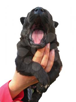 The big black puppy in a hand isolated on the white background