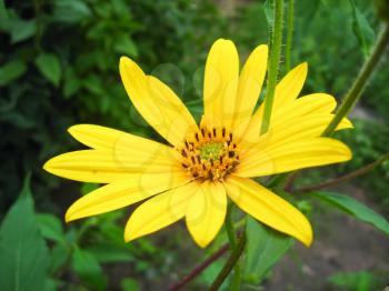 The image of a nice yellow flower of chamomile