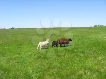 the image of sheeps grazing on a grass