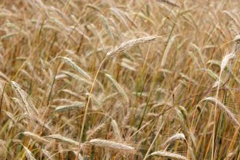 field of ripe and fluttering spikelets of wheat