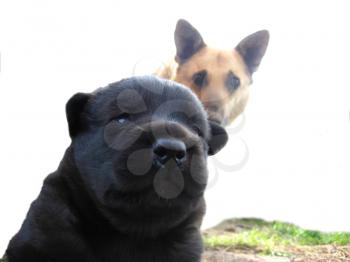 image of big black puppy and its mummy