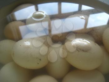 image of a lot of eggs of the hen in the water