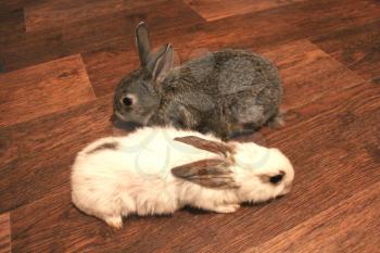 image of grey and white rabbits on the floor