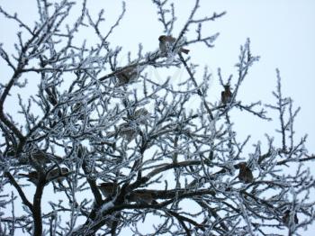 amusing sparrows on the tree with hoarfrost in winter
