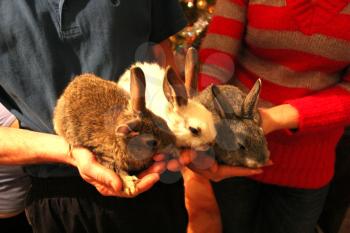 brood of the three rabbits in the hands of man and woman