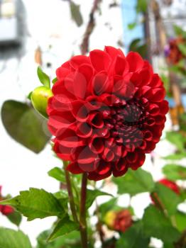 image of a beautiful flower of red dahlia