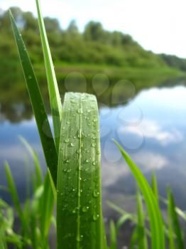 image of dewdrop on the green blade near river