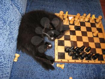 little tired cat-champion sleeps on a chess-board