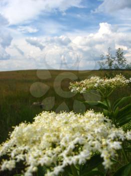 beautiful summer landscape with flowers of white elder on the background of dark sky