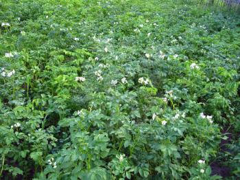 Kitchen garden of the ascended and blossoming potato
