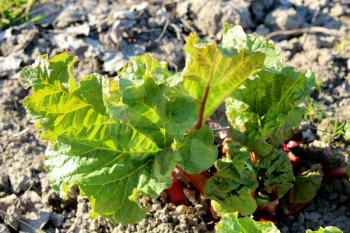 Young sprouts of a rhubarb progrown from the ground in the spring