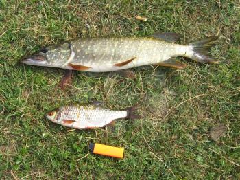 caught pike and roach laying on the grass