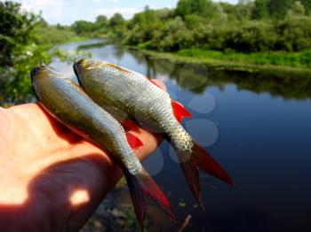 two caught ruddes lying in the hand