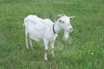 white goat standing on the green pasture
