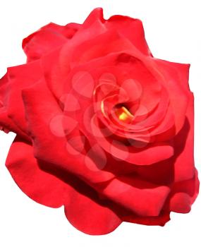 a beautiful flower of red rose isolated on the white background