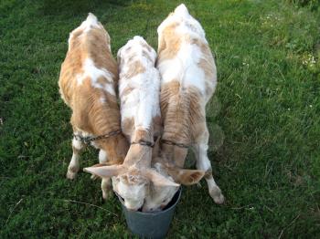 Three calfs drinks water from one bucket