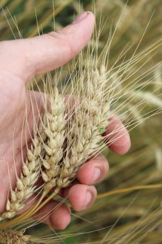 image of the spikelets of the wheat in the hand