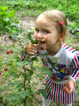 image of little beautiful girl chewing raspberries on the bush