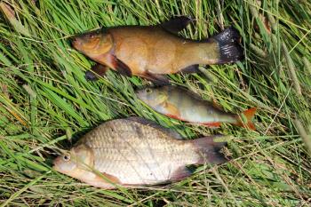 image of caught fishes tench, perch and crucian
