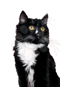 image of black cat isolated on the white background